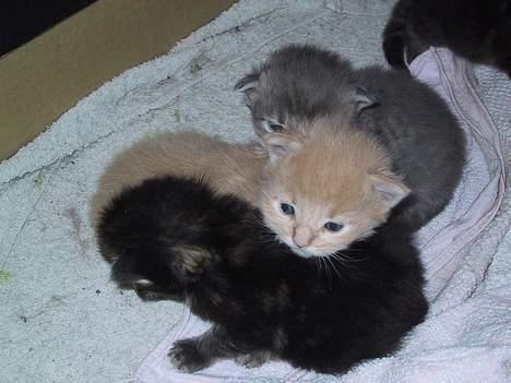 Maine Coon Valde - Valdes dejlige børn...  billede 12