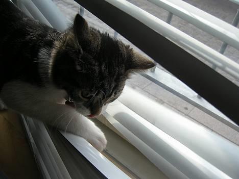 Blanding af racer Filuka  - angrib.... billede 3