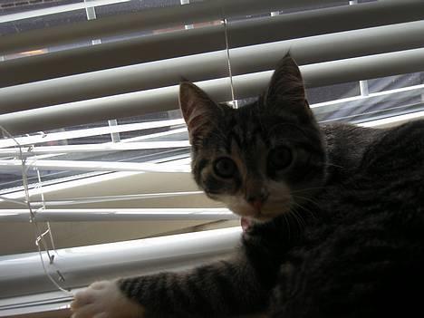 Blanding af racer Filuka  - ej pis opdaget billede 4