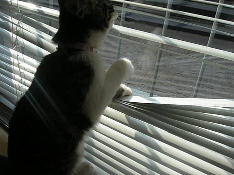 Blanding af racer Filuka  - hvem er det der går der ude på gaden?? billede 5