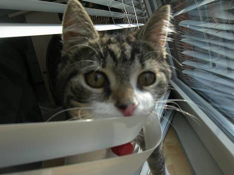 Blanding af racer Filuka  - Gemmer mig for dig billede 6