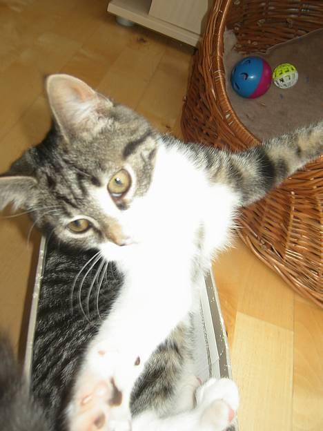 Blanding af racer Filuka  - stort kram!!!! billede 7