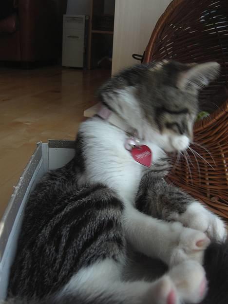 Blanding af racer Filuka  - nå nå er det nu en ederkop billede 8