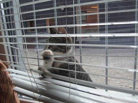 Blanding af racer Filuka  - er helt vild med et vindue billede 9