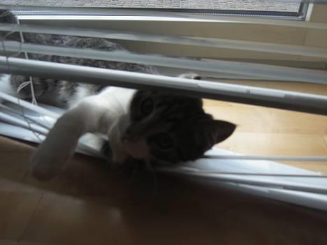 Blanding af racer Filuka  - Ej nu er jeg kommet på den forkerte side.... billede 10