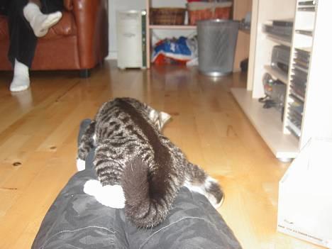 Blanding af racer Filuka  - nu skal jeg fange de ben billede 11