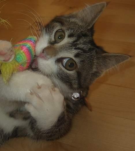 Blanding af racer Filuka  - mit legetøj billede 12