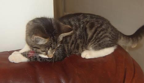 Blanding af racer Filuka  billede 13