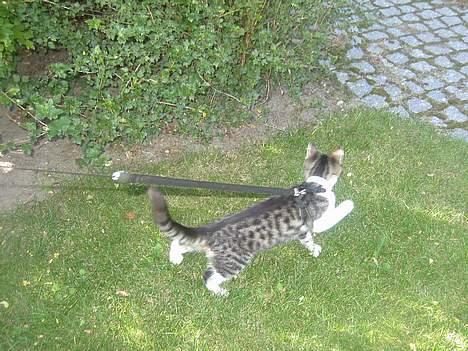 Blanding af racer Filuka  - Ude at gå en tur foran lejligheden billede 14