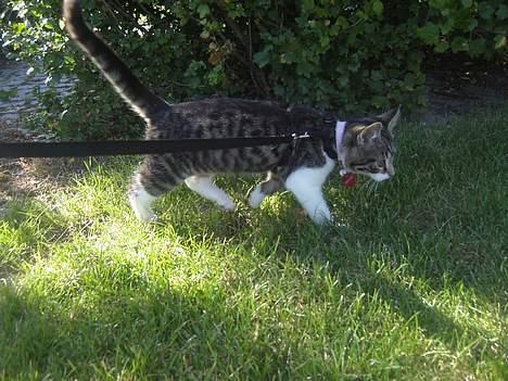 Blanding af racer Filuka  - det er dejligt med en gå tur billede 15