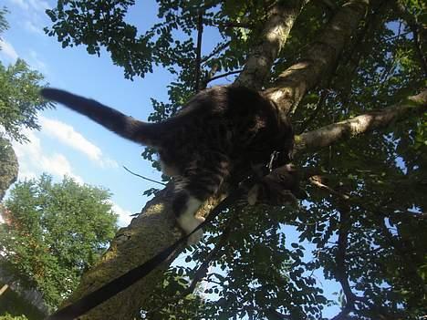 Blanding af racer Filuka  - Hov.... billede 16