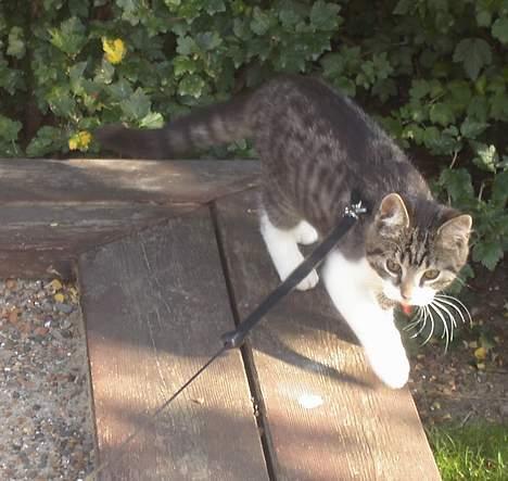 Blanding af racer Filuka  billede 17