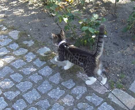 Blanding af racer Filuka  billede 18