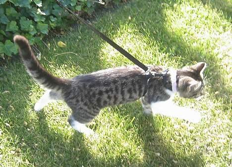 Blanding af racer Filuka  - uh... græsset er våt billede 19