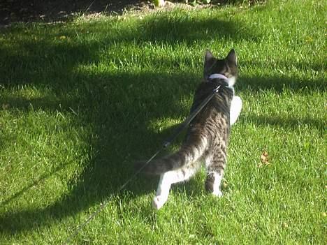 Blanding af racer Filuka  - tigeren sniger sig ind på sit bytte billede 20