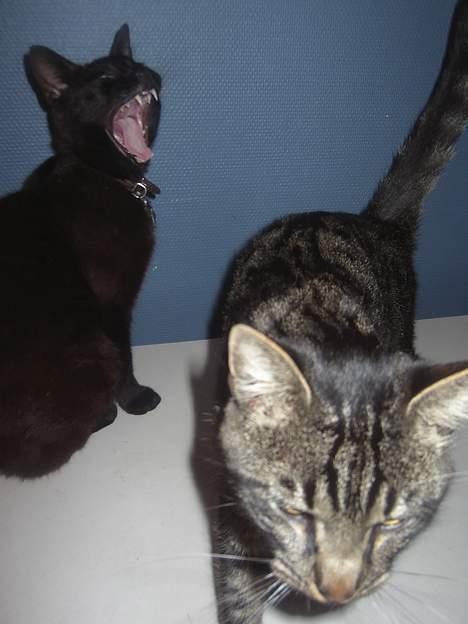 Blanding af racer Mistanke billede 14