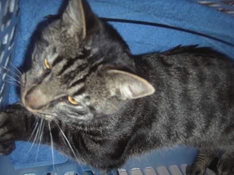 Blanding af racer Mistanke billede 15