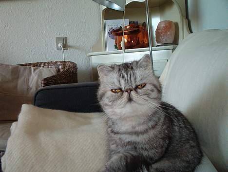 Exotic Ida (Ida er ikke mere) - Ida på en af hendes yndlingspladser, min sofa, hun er da dejlig, ik? billede 1