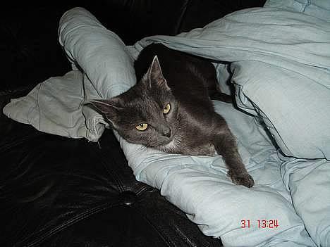 Huskat - Bella - forsvundet :-( - Se hvor sød jeg er :-) billede 1