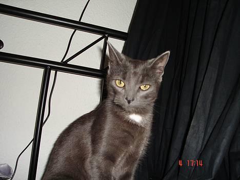 Huskat - Bella - forsvundet :-( - blev vidst lidt overrasket over blitzen billede 2