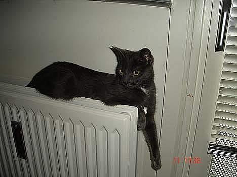 Huskat - Bella - forsvundet :-( - bella på sin ynglingsplads, der er så dejlig varmt billede 3