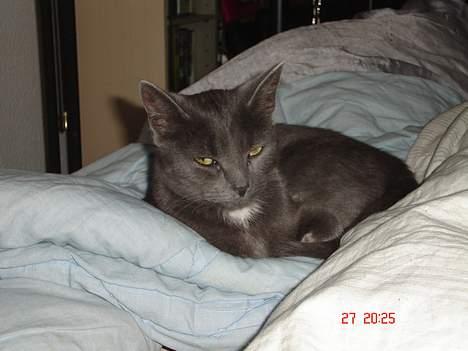 Huskat - Bella - forsvundet :-( - ej du skal ik ta billeder når jeg sover billede 4