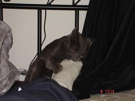 Huskat - Bella - forsvundet :-( - Se hvad jeg har fanget billede 6