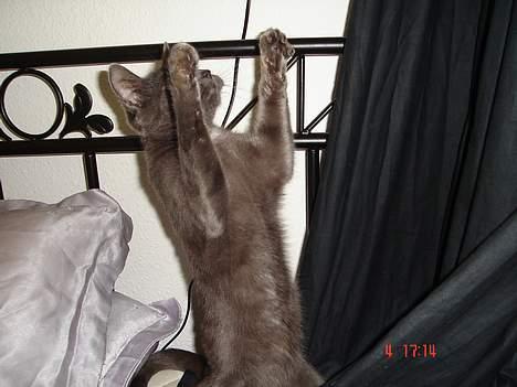 Huskat - Bella - forsvundet :-( - Se hvad jeg kan, jeg kan stå på 2 ben billede 7