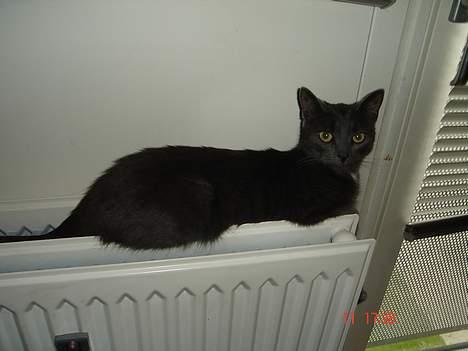 Huskat - Bella - forsvundet :-( - Bella der ligger på sin ynglingsplads billede 8