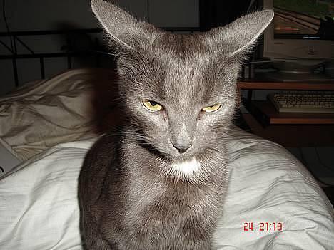 Huskat - Bella - forsvundet :-( - Her er jeg så, er jeg ik sød? Nøj hvor er jeg træt billede 9