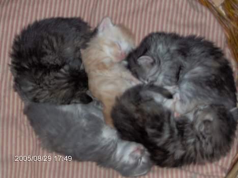 Norsk Skovkat Asta - killinger med stamtavle TIL SALG billede 18