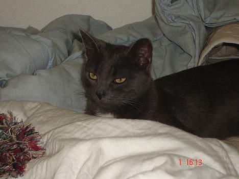 Huskat - Bella - forsvundet :-( - nøj hvor slapper jeg af billede 12