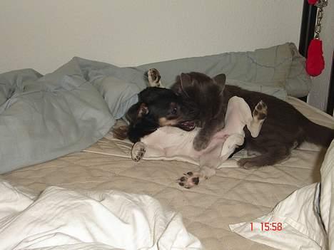 Huskat - Bella - forsvundet :-( - jeg har fanget den lille Nicki billede 13