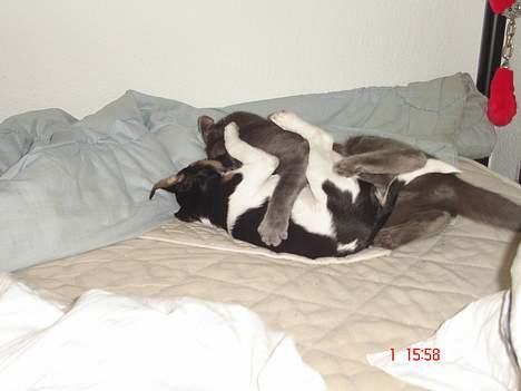 Huskat - Bella - forsvundet :-( - ej hun gør sgu modstand billede 14