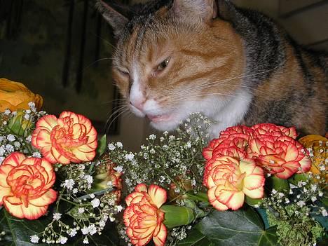 Blanding af racer Luna *Død* - Min Blomst der sidder og æder min konfirmations dekoration... Fyfy. *NYT*  billede 5