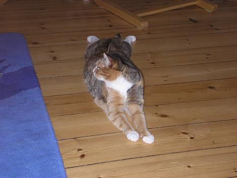 Blanding af racer Luna *Død* - Ja, her ligger jeg så. Lige så lang, jeg kan blive... *NYT* billede 6