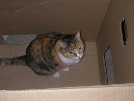 Blanding af racer Luna *Død* - Jeg er gået i kassen!! billede 7