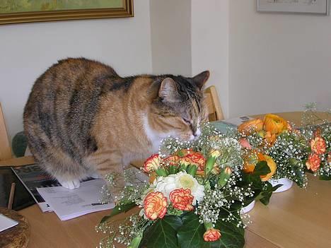Blanding af racer Luna *Død* - Jeg skal nå at spise så mange blomster jeg kan, uden hun opdager det... *NYT* billede 8