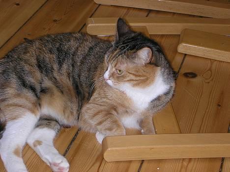 Blanding af racer Luna *Død* - Ku du ikke se bare lidt frisk ud tøz??? *NYT* billede 9