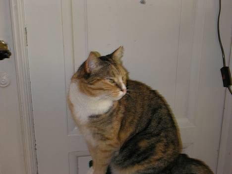 Blanding af racer Luna *Død* - Mit kradsetræ.. Simone åbner du ikke lige døren??? *NYT* billede 10