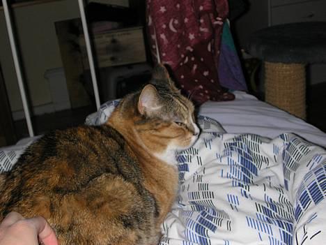 Blanding af racer Luna *Død* - Hovsa.. Luna med min hånd på bagen... *NYT* billede 11