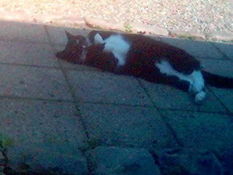 Blanding af racer Oliver  - Årh, det altså dejligt at ligge sig lidt i skyggen :o) billede 11