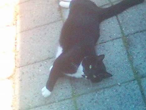 Blanding af racer Oliver  - Hva fan´ har du gang i ? billede 12