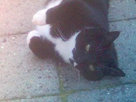 Blanding af racer Oliver  - Olæj <3 billede 13