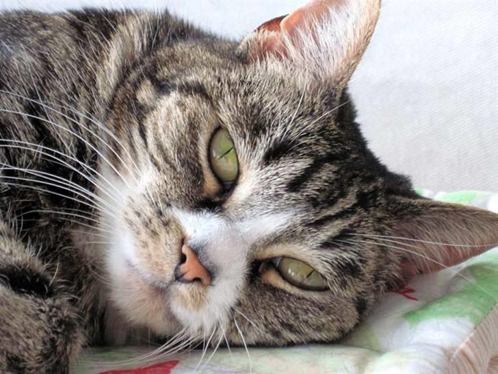 Huskat Devi - Forår 2010 billede 1