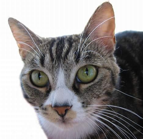 Huskat Devi - Store øjne, dybe som skovsøer. billede 2