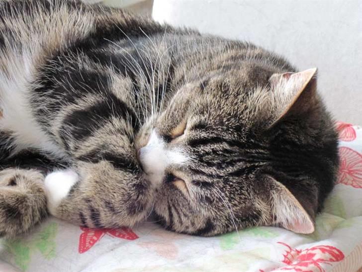 Huskat Devi - En smuk pige har fundet en solstråle. billede 3