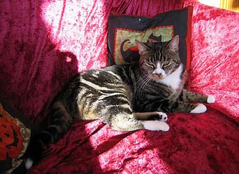 Huskat Devi - Ja, solstråler er hun i det hele taget god til at finde billede 4