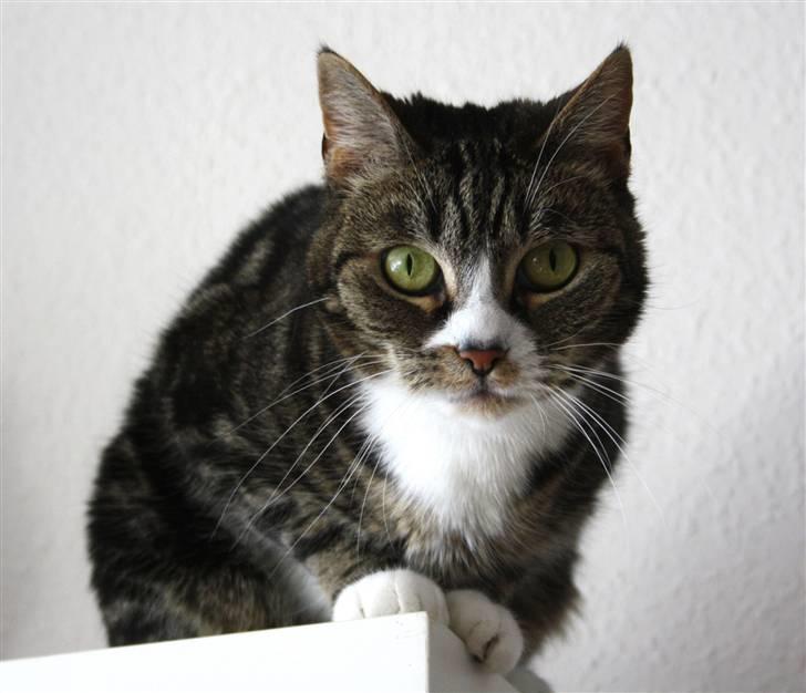 Huskat Devi billede 5