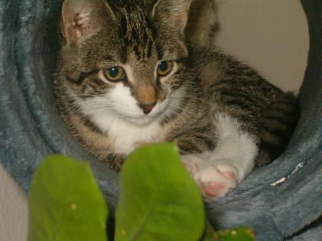 Blanding af racer Dulle - Her ligger Dulle og slapper af i hendes dejlige kattetræ billede 1